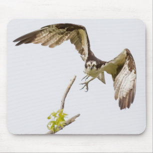 Osprey komt u aan muismat