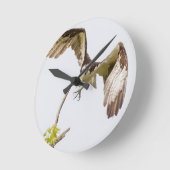 Osprey komt u aan ronde klok (Hoek)