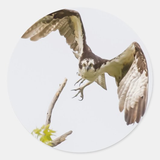 Osprey komt u aan ronde sticker (Voorkant)