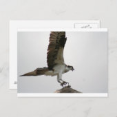 Osprey Landing Briefkaart (Voorkant / Achterkant)