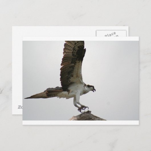 Osprey Landing Briefkaart (Voorkant / Achterkant)