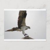 Osprey Landing Briefkaart (Voorkant)