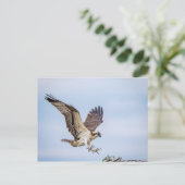 Osprey-landing in het nest briefkaart (Staand voorkant)
