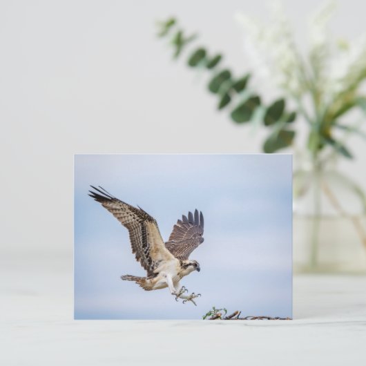 Osprey-landing in het nest briefkaart (Staand voorkant)