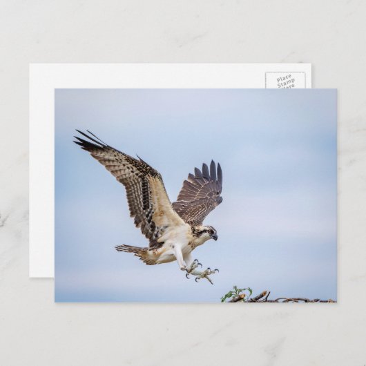 Osprey-landing in het nest briefkaart (Voorkant / Achterkant)