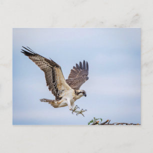 Osprey-landing in het nest briefkaart