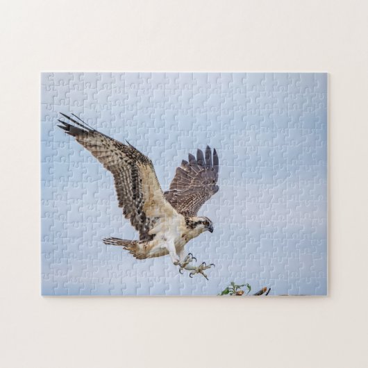 Osprey-landing in het nest legpuzzel (Horizontaal)