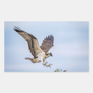 Osprey-landing in het nest rechthoekige sticker
