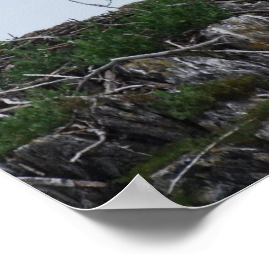 Osprey Landing Poster (Hoek)