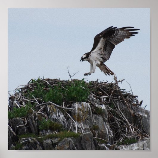 Osprey Landing Poster (Voorkant)