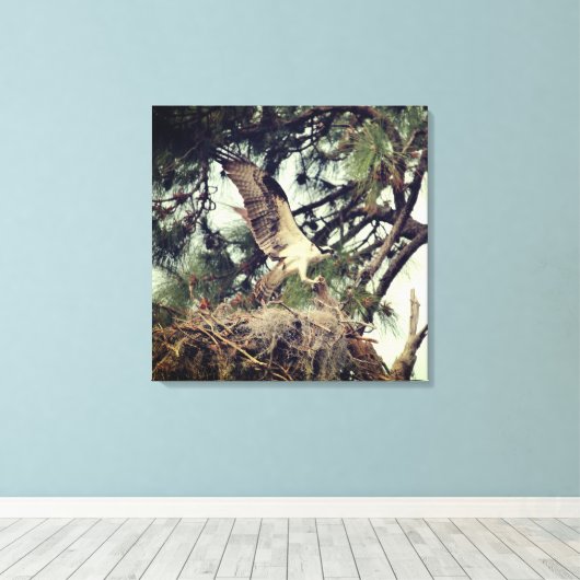 Osprey Landing Stretched Canvas Print (Insitu (Houten vloer))