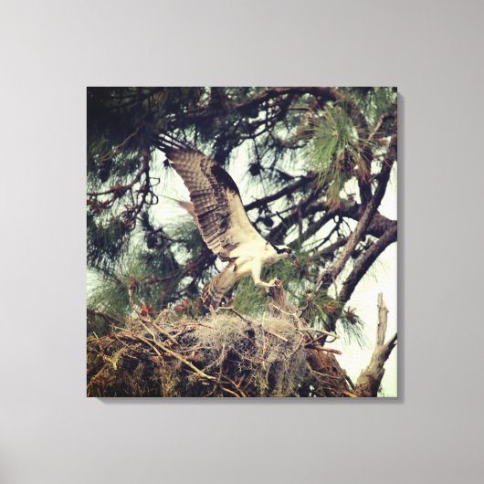 Osprey Landing Stretched Canvas Print (Voorkant)