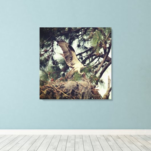 Osprey Landing Stretched Canvas Print (Insitu (Houten vloer))