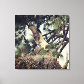 Osprey Landing Stretched Canvas Print (Voorkant)