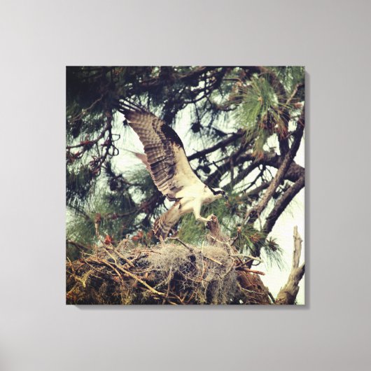 Osprey Landing Stretched Canvas Print (Voorkant)