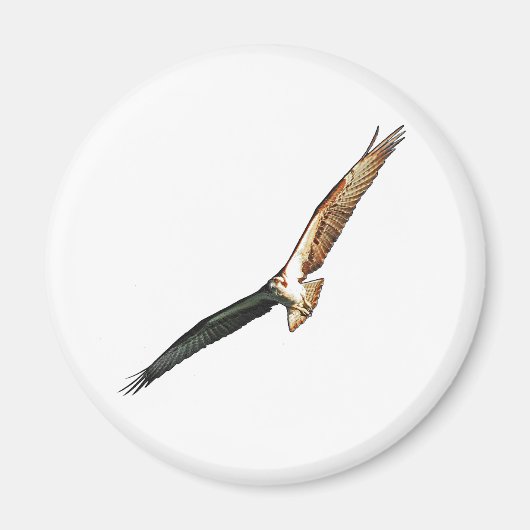 Osprey Magneet (Voorkant)