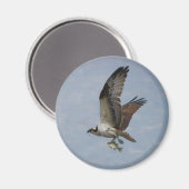 Osprey Magneet (Voorkant / Achterkant)
