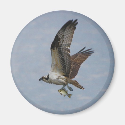 Osprey Magneet (Voorkant)