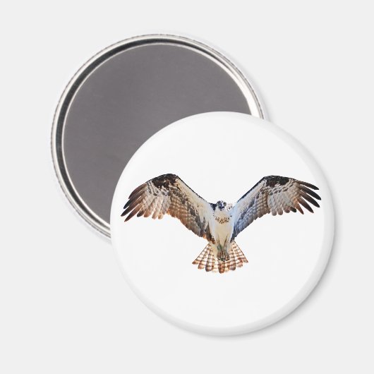 Osprey Magneet (Voorkant / Achterkant)