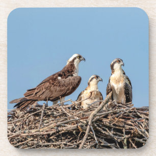 Osprey mama met haar kinderen bier onderzetter