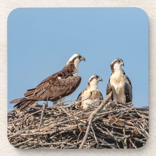 Osprey mama met haar kinderen bier onderzetter (Voorkant)