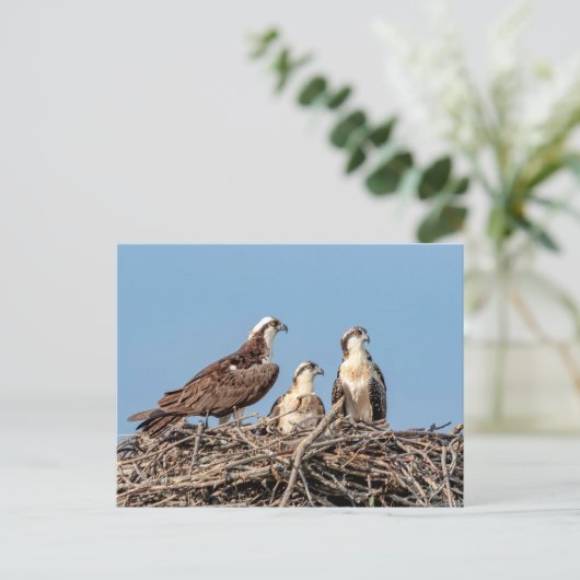 Osprey mama met haar kinderen briefkaart (Staand voorkant)