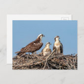 Osprey mama met haar kinderen briefkaart (Voorkant / Achterkant)