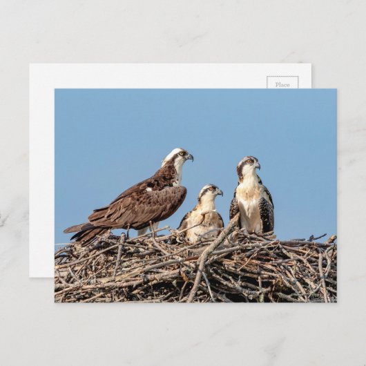 Osprey mama met haar kinderen briefkaart (Voorkant / Achterkant)