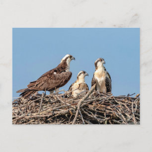 Osprey mama met haar kinderen briefkaart