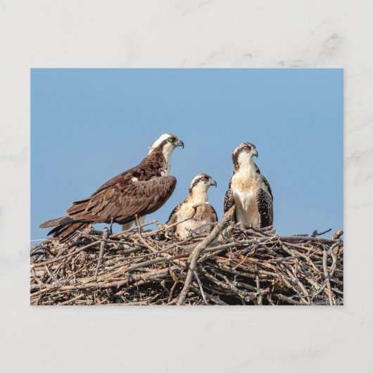 Osprey mama met haar kinderen briefkaart (Voorkant)