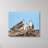 Osprey mama met haar kinderen canvas afdruk (Voorkant)