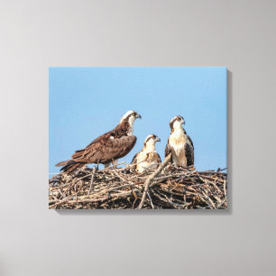 Osprey mama met haar kinderen canvas afdruk