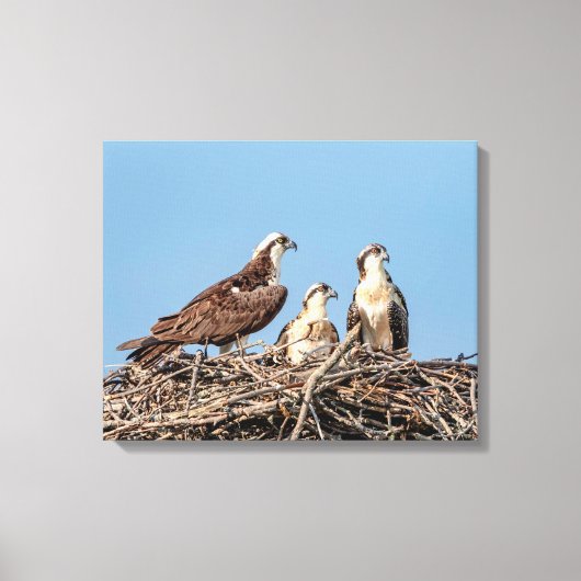 Osprey mama met haar kinderen canvas afdruk (Voorkant)