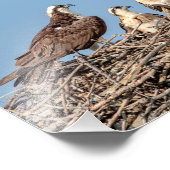 Osprey mama met haar kinderen foto afdruk (Hoek)