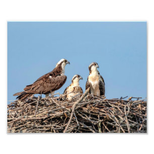 Osprey mama met haar kinderen foto afdruk