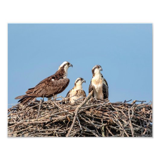 Osprey mama met haar kinderen foto afdruk (Voorkant)