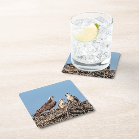 Osprey mama met haar kinderen kartonnen onderzetters (Insitu)