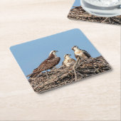 Osprey mama met haar kinderen kartonnen onderzetters (Schuin)