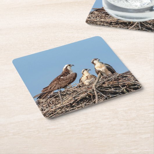 Osprey mama met haar kinderen kartonnen onderzetters (Schuin)