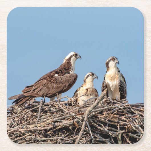 Osprey mama met haar kinderen kartonnen onderzetters (Voorkant)