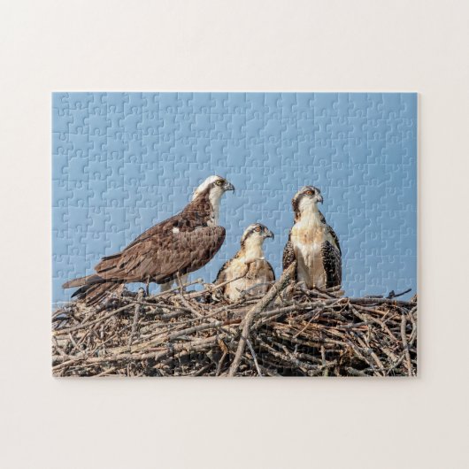Osprey mama met haar kinderen legpuzzel (Horizontaal)