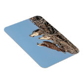 Osprey mama met haar kinderen magneet (Rechterzijde)