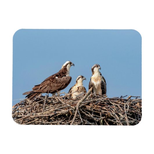 Osprey mama met haar kinderen magneet (Horizontaal)