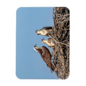 Osprey mama met haar kinderen magneet (Verticaal)