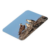 Osprey mama met haar kinderen magneet (Linkerzijde)