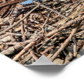 Osprey mama met haar kinderen poster (Hoek)