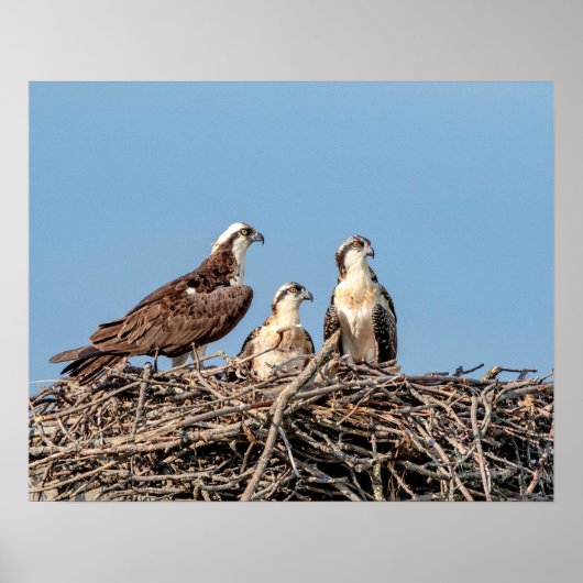 Osprey mama met haar kinderen poster (Voorkant)