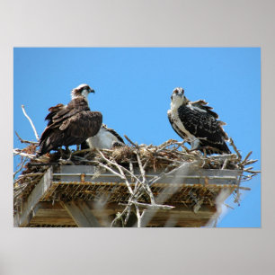 Osprey mammie en Baby Poster