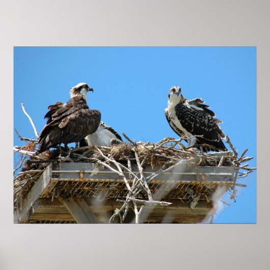 Osprey mammie en Baby Poster (Voorkant)