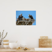 Osprey mammie en Baby Poster (Keuken)